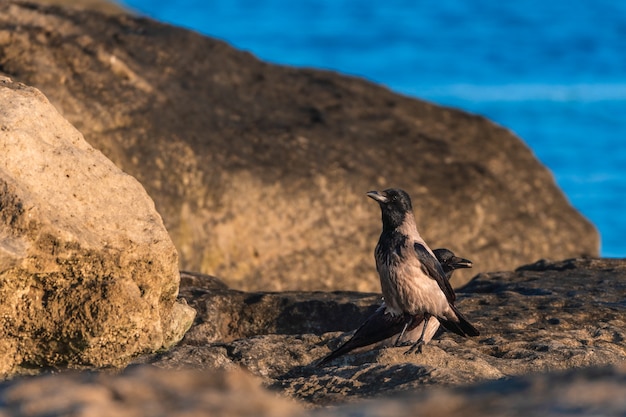 Crow bird by the sea