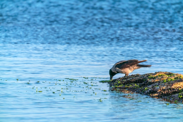 Foto uccello corvo in riva al mare