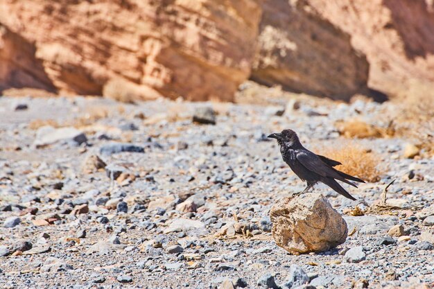 写真 砂漠の山の小さな岩の上に休んでいる群れの鳥