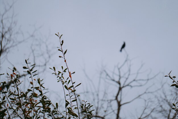 L'uccello corvo sui rami degli alberi