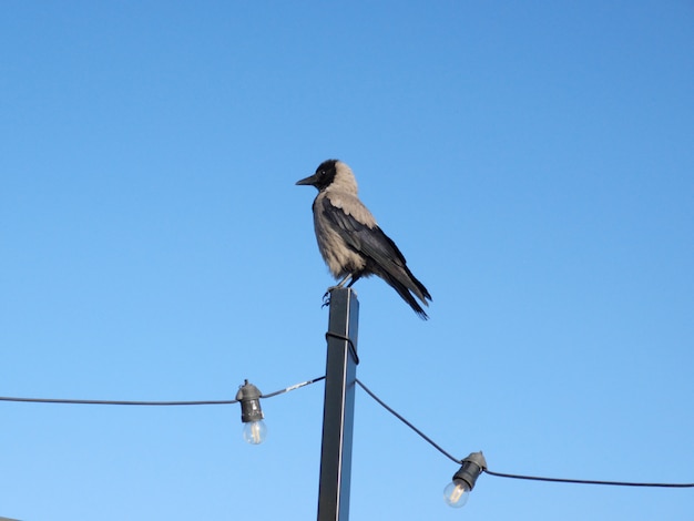 カラスと青空