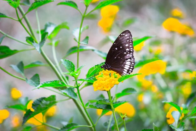 自然の緑の背景にマリーゴールドの花で美しく休んでいるカラス蝶