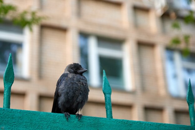 Crow chick on the fence on the background of the building