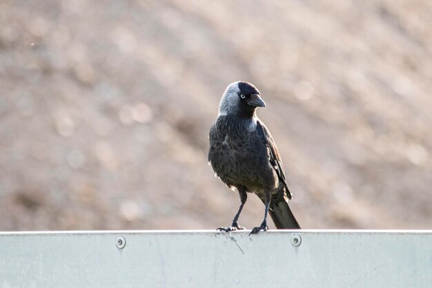 カラス、都市生活、鳥