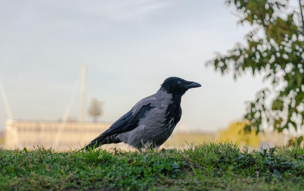 Ворона Corvus cornix крупным планом Силуэт птицы