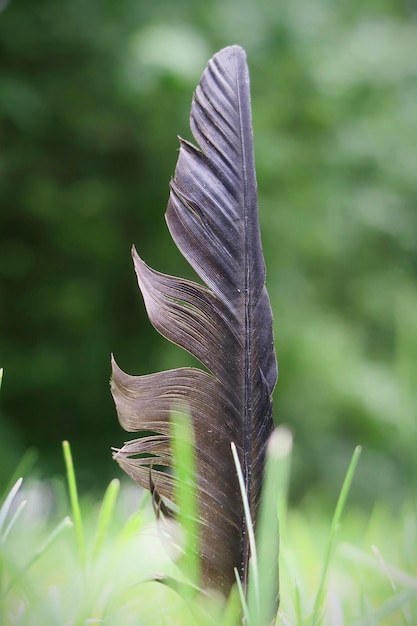 Crow feather