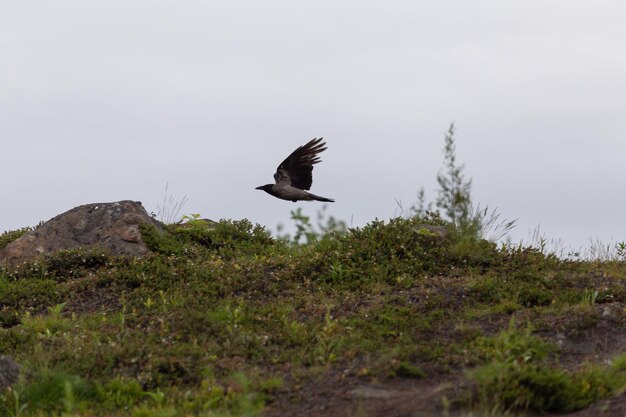 Crow flies low over the ground