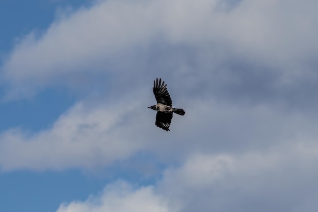 Foto un corvo che vola nel cielo il corvo, noto anche come corvo comune europeo o corvo carogna, è un uccello passerino appartenente alla famiglia dei corvidae