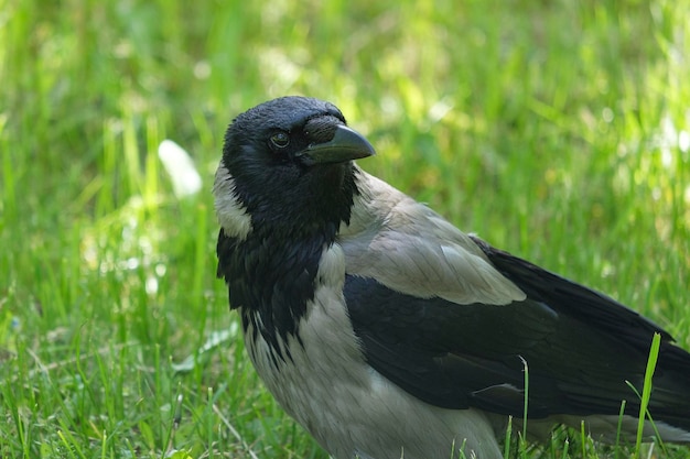 草の中のカラス Corvus cornix をクローズ アップ