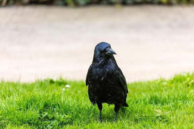 Crow on the grass