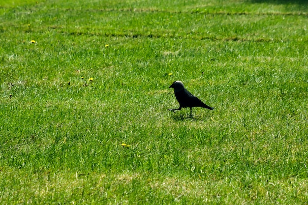 crow on the grass