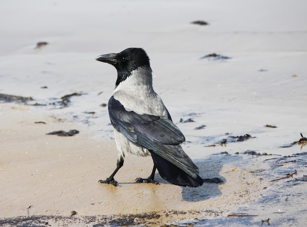 Crow on a ground outdoors in sunlight