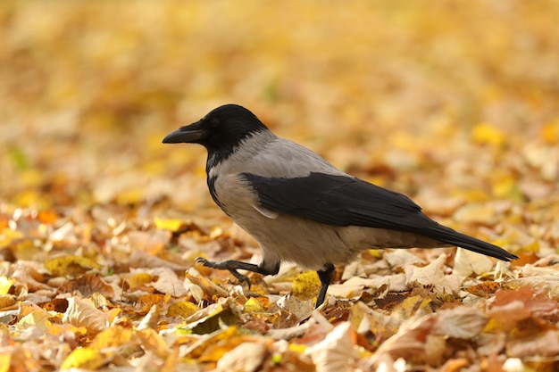 crow on the ground with yellow autumn leaves