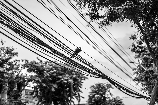 Crow hang on to electric cable