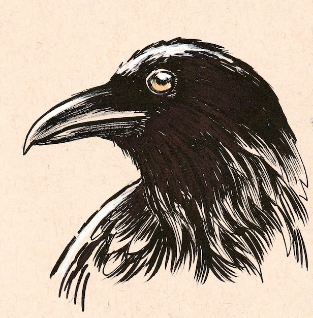 Crow head bird. Ink drawing