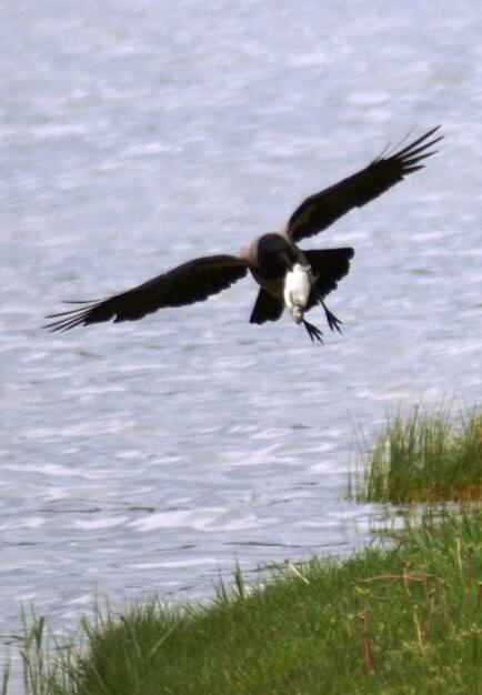 Foto un corvo che tiene un pesce e vola sulla riva del lago.