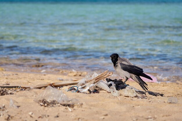 A crow is sitting on a plastic trash on the polluted coast of\
the red sea