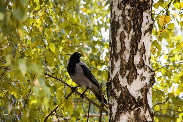 A crow is sitting on a tree branch