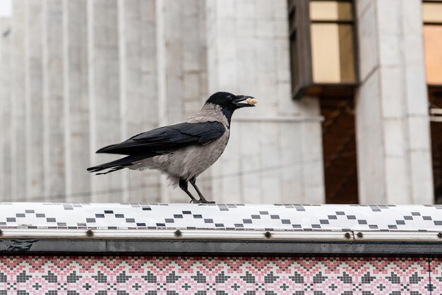 くちばしのカラスは木の実を持っています