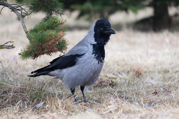 Photo crow in the nature corvus cornix