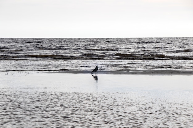 Crow in the nature, near water