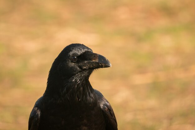 Photo crow in the nature