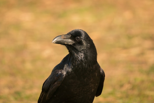 Photo crow in the nature