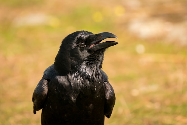 Crow in the nature