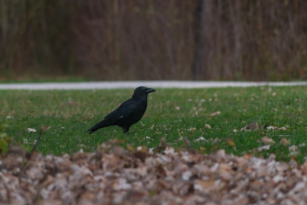 Фото Ворона на травяной площади