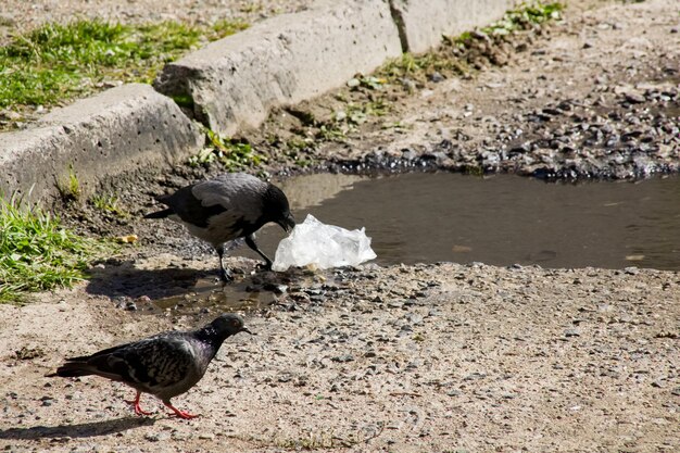 Crow on the pavement pecks a plastic bag