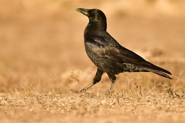 Photo crow perched in a field with brown grass