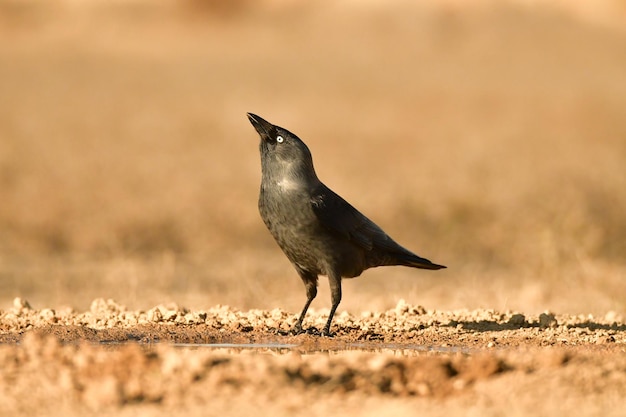 Photo crow perched in a field with brown grass