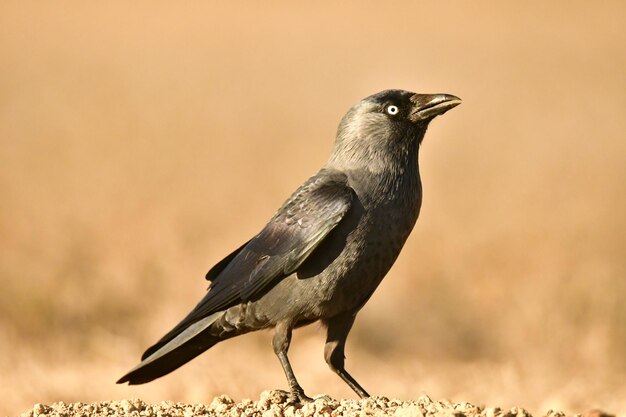 Photo crow perched in a field with brown grass