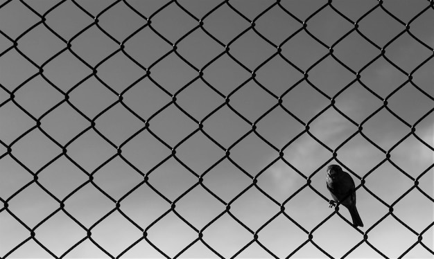 crow perching on fence