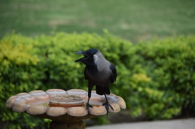 Crow perching on waterpot