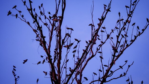 Ворона голубей и вороны на ветке дерева