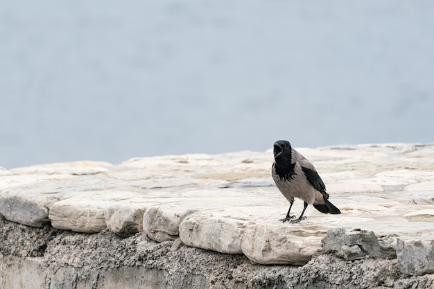 Crow on the roof of the house