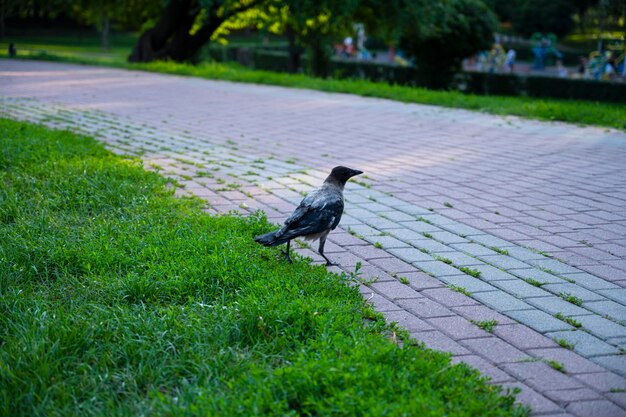 公園を走るカラス