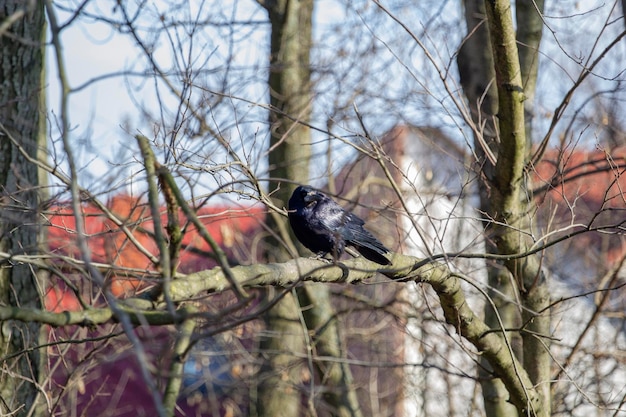 A crow sits on a tree branch in the park.