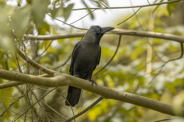 Crow Sitting  on a Branch