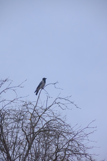 Corvo che si siede sull'albero in serata contro il cielo, corvo sul ramo