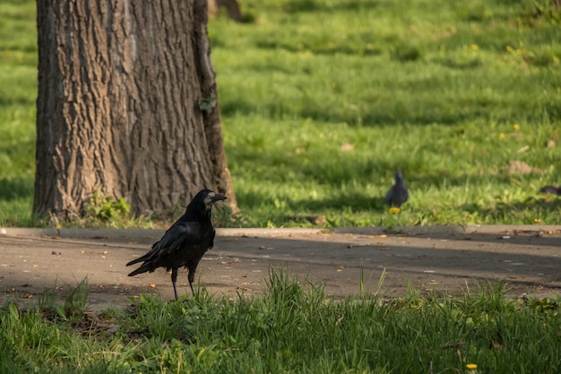 カラスは立って待っている