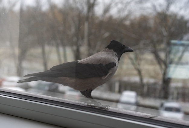 Crow standing outside the window