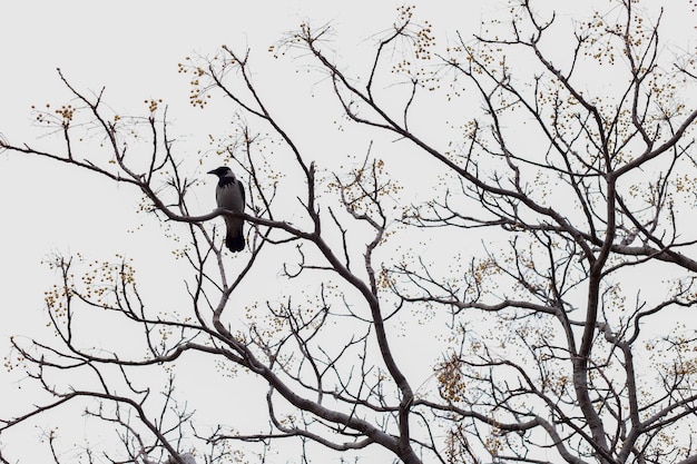 Crow standing in the tree