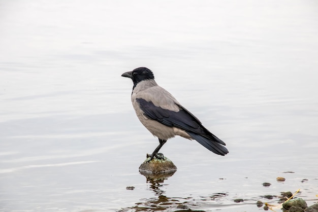 A crow stands on a rock in the water