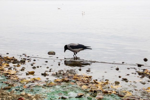 A crow stands on a rock in the water