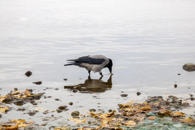 A crow stands on a rock in the water