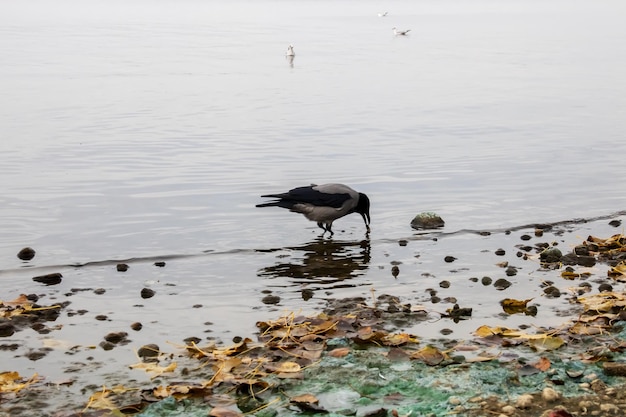 A crow stands on a rock in the water