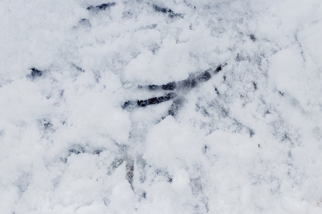 白い雪の上のカラスのトラック。鳥の痕跡