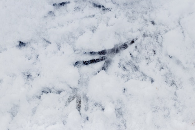 Crow tracks on white snow. Traces of birds